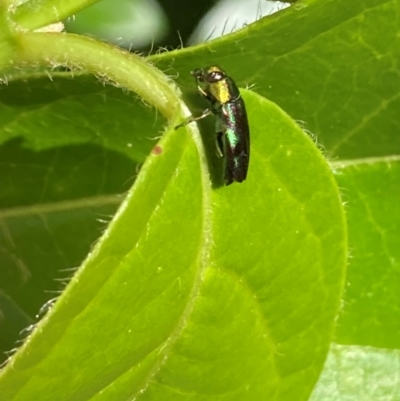 Melobasis splendida (a Jewel beetle) at Theodore, ACT - 21 Jan 2024 by Cardy