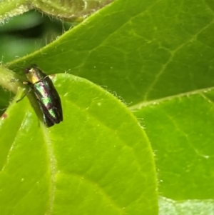 Melobasis splendida at Theodore, ACT - 21 Jan 2024 04:19 PM