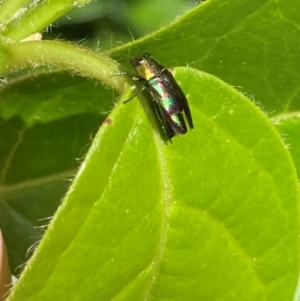 Melobasis splendida at Theodore, ACT - 21 Jan 2024 04:19 PM