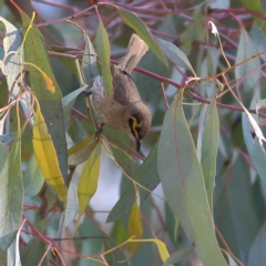 Caligavis chrysops (Yellow-faced Honeyeater) at Namadgi National Park - 21 Jan 2024 by MichaelWenke