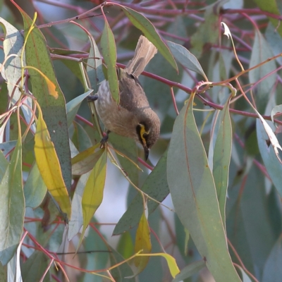 Caligavis chrysops (Yellow-faced Honeyeater) at Namadgi National Park - 21 Jan 2024 by MichaelWenke