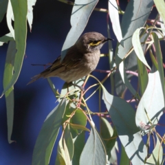 Caligavis chrysops at Namadgi National Park - 21 Jan 2024