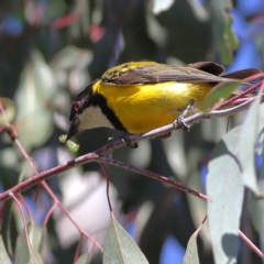 Pachycephala pectoralis (Golden Whistler) at Namadgi National Park - 21 Jan 2024 by MichaelWenke