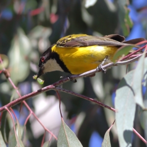 Pachycephala pectoralis at Namadgi National Park - 21 Jan 2024 09:41 AM