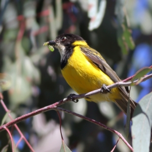 Pachycephala pectoralis at Namadgi National Park - 21 Jan 2024