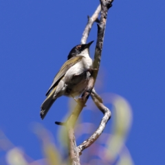 Melithreptus lunatus (White-naped Honeyeater) at Namadgi National Park - 20 Jan 2024 by Trevor