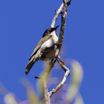 Melithreptus lunatus (White-naped Honeyeater) at Tharwa, ACT - 20 Jan 2024 by Trevor