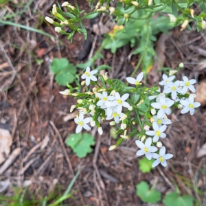 Centaurium erythraea at Mount Majura - 20 Jan 2024 11:34 AM