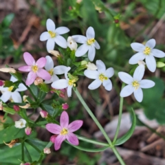 Centaurium erythraea at Mount Majura - 20 Jan 2024