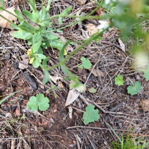 Centaurium erythraea at Mount Majura - 20 Jan 2024 11:34 AM