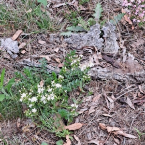 Centaurium erythraea at Mount Majura - 20 Jan 2024 11:34 AM