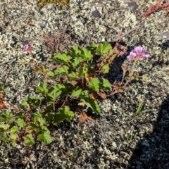 Pelargonium inodorum (Kopata) at Bimberi Nature Reserve - 21 Jan 2024 by jeremyahagan