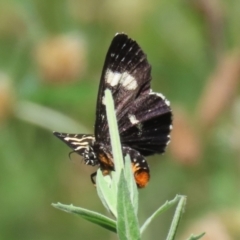 Phalaenoides tristifica (Willow-herb Day-moth) at Stranger Pond - 21 Jan 2024 by RodDeb