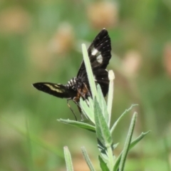 Phalaenoides tristifica at Stranger Pond - 21 Jan 2024