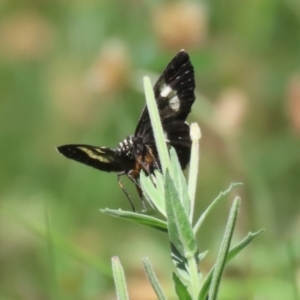 Phalaenoides tristifica at Stranger Pond - 21 Jan 2024