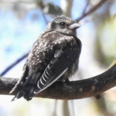 Artamus cyanopterus cyanopterus (Dusky Woodswallow) at Tidbinbilla Nature Reserve - 18 Jan 2024 by JohnBundock