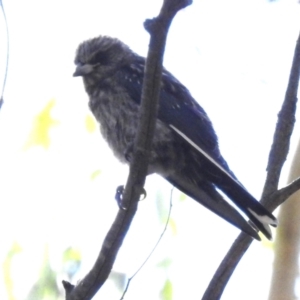 Artamus cyanopterus at Tidbinbilla Nature Reserve - 19 Jan 2024