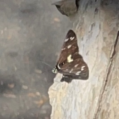 Cruria synopla (Forest Day-moth) at Darlington, NSW - 21 Jan 2024 by Hejor1