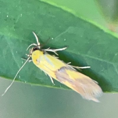 Stathmopoda crocophanes (Yellow Stathmopoda Moth) at Darlington, NSW - 21 Jan 2024 by Hejor1