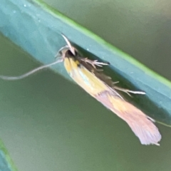 Stathmopoda crocophanes at Darlington, NSW - 21 Jan 2024 09:05 AM