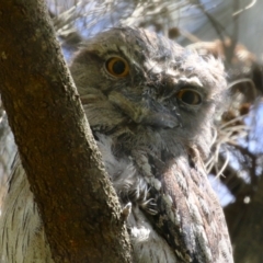 Podargus strigoides (Tawny Frogmouth) at Bonython, ACT - 21 Jan 2024 by RodDeb