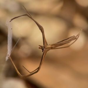 Asianopis subrufa at Darlington, NSW - 21 Jan 2024 09:09 AM