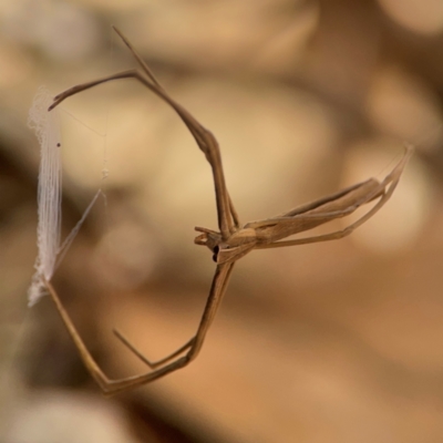 Asianopis subrufa (Rufous net-casting spider) at Darlington, NSW - 21 Jan 2024 by Hejor1