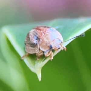 Paropsisterna semifumata at Darlington, NSW - 21 Jan 2024