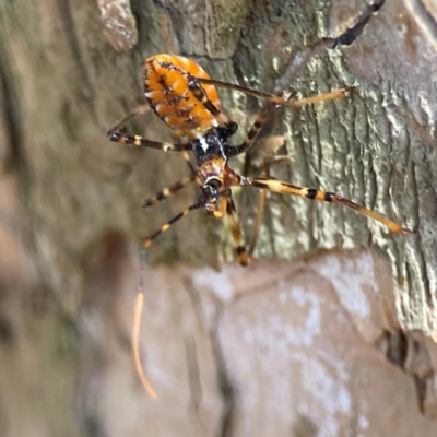 Pristhesancus plagipennis (Bee Killer Assassin Bug) at Darlington, NSW - 21 Jan 2024 by Hejor1