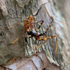 Pristhesancus plagipennis at Darlington, NSW - 21 Jan 2024 09:19 AM
