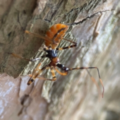 Pristhesancus plagipennis at Darlington, NSW - 21 Jan 2024 09:19 AM