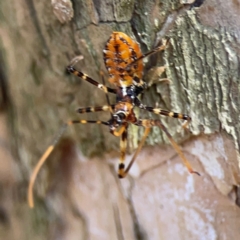 Pristhesancus plagipennis at Darlington, NSW - 21 Jan 2024 09:19 AM