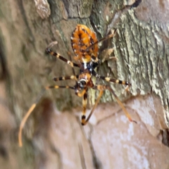 Pristhesancus plagipennis at Darlington, NSW - 21 Jan 2024 09:19 AM