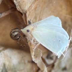 Unidentified Leafhopper or planthopper (Hemiptera, several families) at Darlington, NSW - 20 Jan 2024 by Hejor1