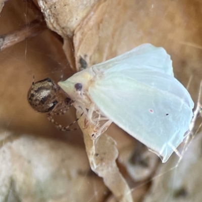 Unidentified Other web-building spider at Darlington, NSW - 20 Jan 2024 by Hejor1