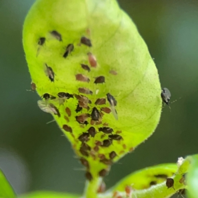 Unidentified Psyllid, lerp, aphid or whitefly (Hemiptera, several families) at Darlington, NSW - 20 Jan 2024 by Hejor1