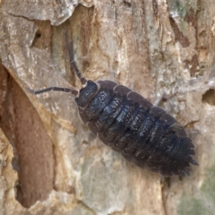 Porcellio scaber at Darlington, NSW - 21 Jan 2024 by Hejor1