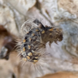 Asura cervicalis at Darlington, NSW - 21 Jan 2024 09:24 AM