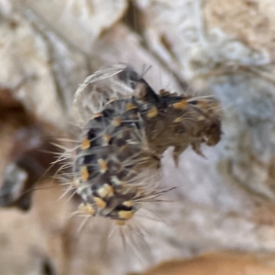 Asura cervicalis (Spotted Lichen Moth) at Darlington, NSW - 20 Jan 2024 by Hejor1