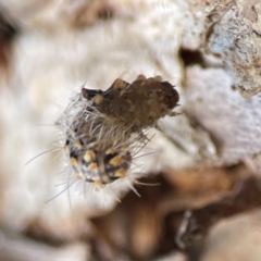 Asura cervicalis at Darlington, NSW - 21 Jan 2024 09:24 AM