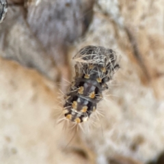 Asura cervicalis at Darlington, NSW - 21 Jan 2024 09:24 AM