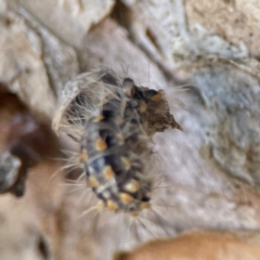 Asura cervicalis at Darlington, NSW - 21 Jan 2024 09:24 AM