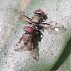 Pogonortalis doclea (Boatman fly) at Darlington, NSW - 21 Jan 2024 by Hejor1