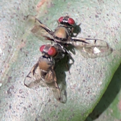 Pogonortalis doclea (Boatman fly) at Darlington, NSW - 21 Jan 2024 by Hejor1