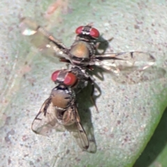 Pogonortalis doclea at Darlington, NSW - 21 Jan 2024 09:27 AM