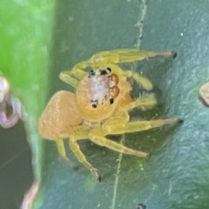 Opisthoncus sp. (genus) at Darlington, NSW - 21 Jan 2024 09:28 AM