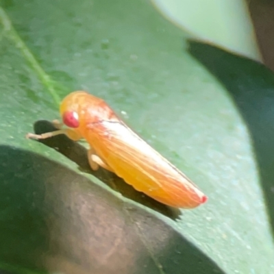 Cicadellidae (family) at Darlington, NSW - 20 Jan 2024 by Hejor1