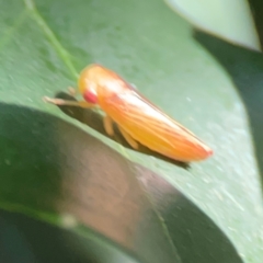 Cicadellidae (family) at Darlington, NSW - 21 Jan 2024 09:30 AM
