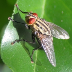 Sarcophagidae (family) (Unidentified flesh fly) at Darlington, NSW - 21 Jan 2024 by Hejor1