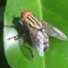 Sarcophagidae (family) at Darlington, NSW - 21 Jan 2024 09:32 AM